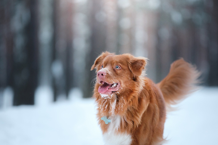 Dog Nova Scotia Duck Tolling Retriever, walk in winter forest, funny red dogの写真素材