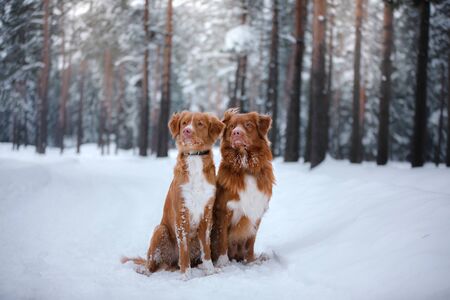 Dog Nova Scotia Duck Tolling Retriever, walk in winter forest, funny red dogの写真素材