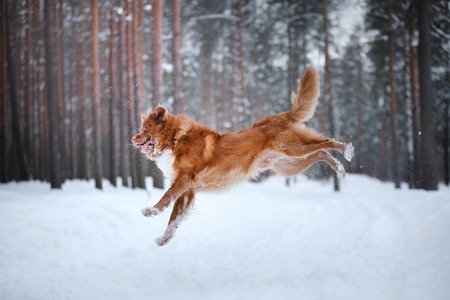 Dog Nova Scotia Duck Tolling Retriever, walk in winter forest, funny red dogの写真素材