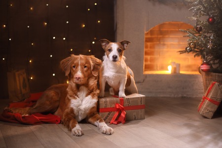 Dogs Nova Scotia Duck Tolling Retriever and Jack Russell Terrier Christmas, new yearの写真素材