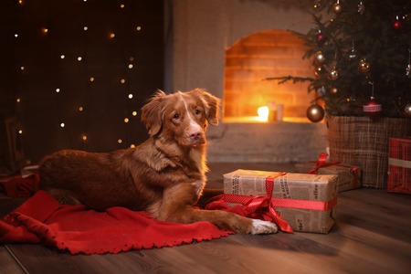 Dog Nova Scotia Duck Tolling Retriever Christmas, new year, holidays and celebration. Relax in the room by the fireplaceの写真素材