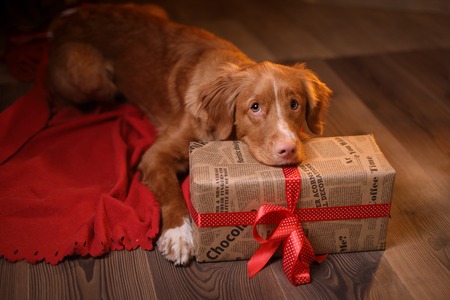 Dog Nova Scotia Duck Tolling Retriever Christmas, new year, holidays and celebration. Relax in the room by the fireplaceの写真素材