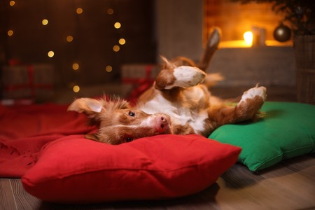 Dog Nova Scotia Duck Tolling Retriever Christmas, new year, holidays and celebration. Relax in the room by the fireplaceの写真素材