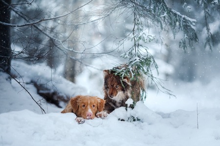 Dogs Nova Scotia Duck Tolling Retriever and Finnish Lapphund Breed a walk in the winter forestの写真素材