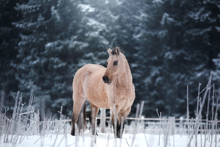 brown horse portrait, walk on the paddock in winterの写真素材