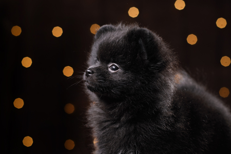dog German pomeranian portrait. Happy New Year, Christmas, pet in the room the Christmas tree, holidays and celebrationの写真素材