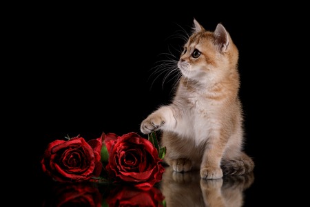 Tabby Scottish kitten, portrait on a studio black backgroundの写真素材
