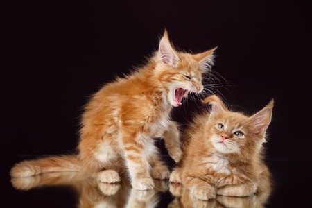Maine Coon kitten portrait on a color background, two striped kittensの写真素材