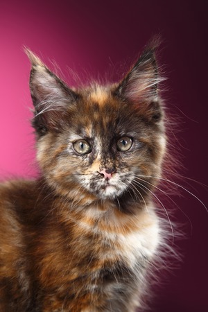 Maine Coon kitten portrait on a color backgroundの写真素材