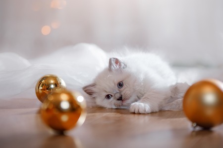 Ragdoll blue point little kitten on a colored background studio, Christmas and New Year, holidays and celebrationの写真素材