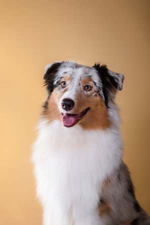 Dog breed Australian Shepherd, Aussie, pet in the room, studio portrait dog on a color backgroundの写真素材