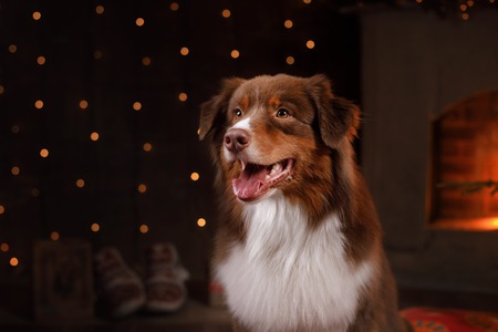 Dog breed Australian Shepherd, Aussie, Happy New Year, Christmas, holidays and celebration, pet in the room the Christmas treeの写真素材