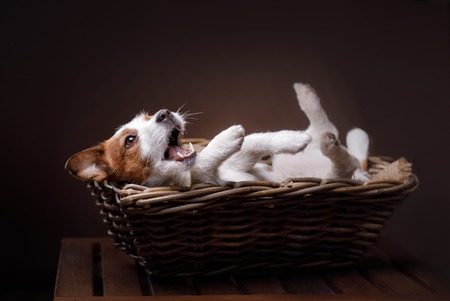 Dog Jack Russell Terrier pet in the room, studio portrait dog on a color background, lying in a basketの写真素材