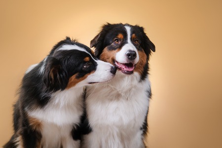 Dogs breed Australian Shepherd, Aussie, pet in the room, studio portrait dog on a color backgroundの写真素材