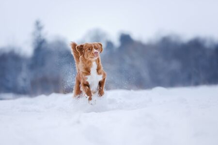 Nova Scotia Duck Tolling Retriever breed dog running in the snowの写真素材