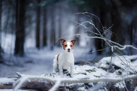 dog portrait of a Jack Russell terrier on nature in winter snowの写真素材