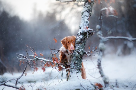 Nova Scotia Duck Tolling Retriever Dog portrait on natureの写真素材