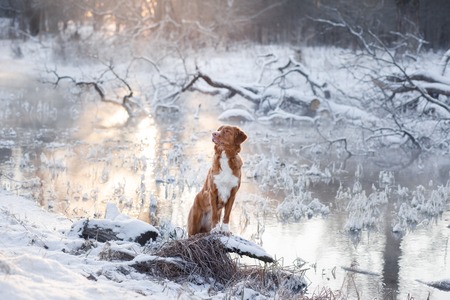 Redhead dog at sunset in winter, river and frostの写真素材