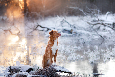 Redhead dog at sunset in winter, river and frostの写真素材