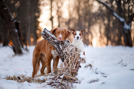 two dogs standing near the tree at sunset in winter