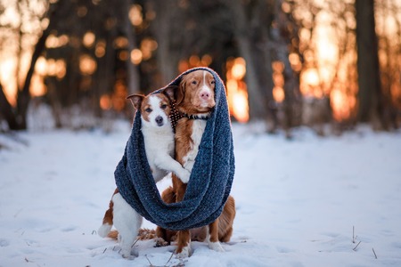 two dogs, hugging each other, on the nature of in the winter at sunsetの写真素材