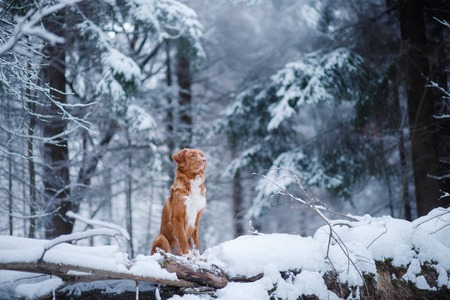 Nova Scotia Duck Tolling Retriever Dog portrait on natureの写真素材