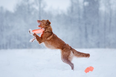 Dog jumping over a stick in nature, winter and snowの写真素材
