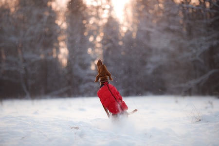 Dog Hungarian Vizsla pointer, walking through the snow in the forestの写真素材