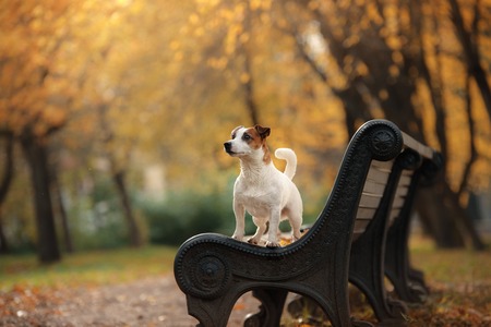 autumn mood. Jack Russell Terrier dog with leaves. gold and red color, walk in the parkの写真素材