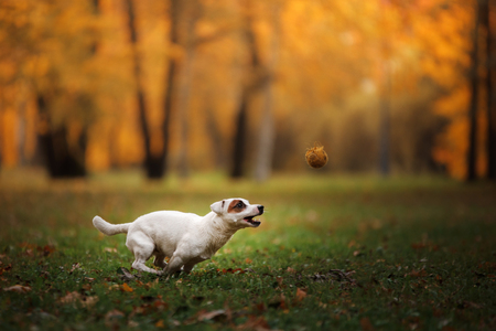 autumn mood. Jack Russell Terrier dog with leaves. gold and red color, walk in the parkの写真素材