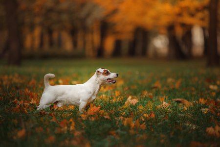 autumn mood. Jack Russell Terrier dog with leaves. gold and red color, walk in the parkの写真素材