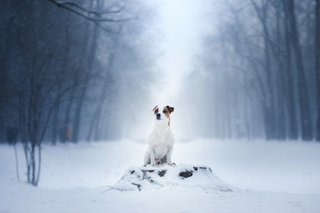 Dog Jack Russell Terrier, dog running outdoors in the winter, snowの写真素材