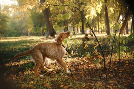 red puppy Novodolinskiy Retriever in nature cute