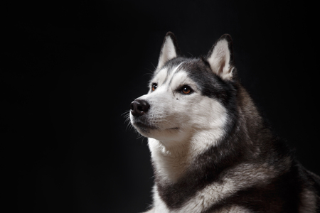 portrait of a dog Siberian Husky in the studio on a black backgroundの写真素材