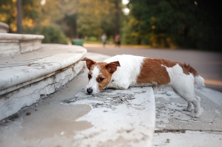 Jack Russell Terrier dog on nature, cute, beautifulの写真素材