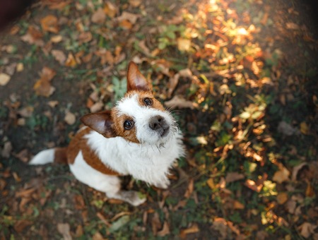 Jack Russell Terrier dog on nature, cute, beautifulの写真素材