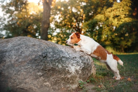 Jack Russell Terrier dog on nature, cute, beautiful