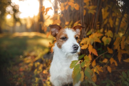 Jack Russell Terrier dog on nature, cute, beautiful