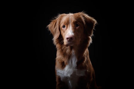 Nova Scotia Duck Tolling Retriever dog on a black background in the studioの写真素材