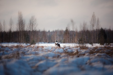 Siberian Husky on outdoors in the winter, snow, happyの写真素材