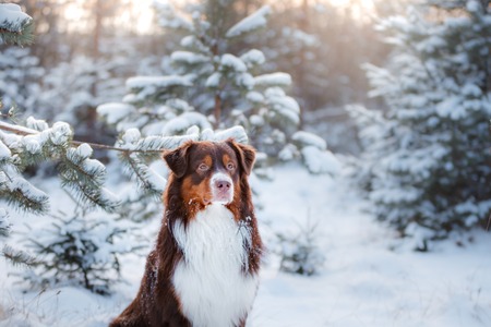 Dog breed Australian Shepherd outdoors in the winter, snow, happyの写真素材