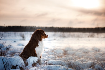 Dog breed Australian Shepherd outdoors in the winter, snow, happyの写真素材