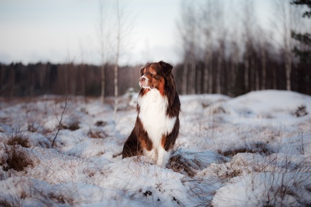 Dog breed Australian Shepherd outdoors in the winter, snow, happyの写真素材