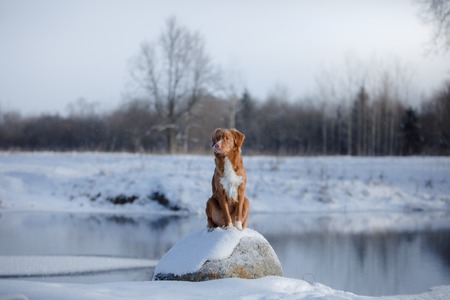 Dog Nova Scotia Duck Tolling Retriever, outdoors in the winter, snow, happyの写真素材