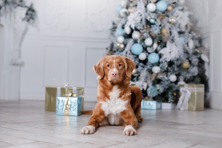 Dog in the scenery, the holiday and the New Year, Christmas, holiday and joyの写真素材