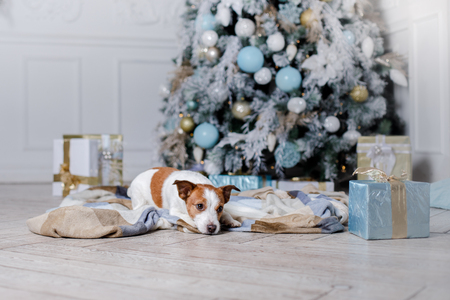 Dog in the scenery, the holiday and the New Year, Christmas, holiday and joyの写真素材