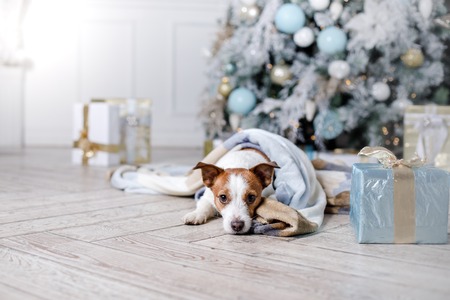 Dog in the scenery, the holiday and the New Year, Christmas, holiday and joyの写真素材