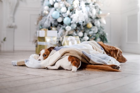 Dogs in the scenery, the holiday and the New Year, Christmas, holiday and joyの写真素材