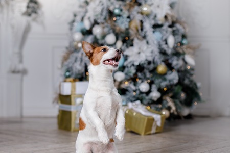 Dog at Christmas and new year holidayの写真素材