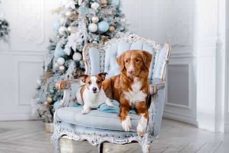 Dogs sitting on a chair at Christmas and new year holidayの写真素材